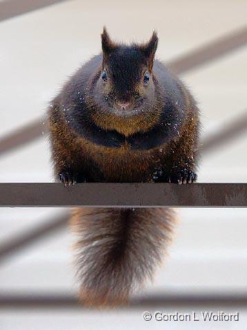 Chubby Squirrel_52524.jpg - Photographed at Ottawa, Ontario - the capital of Canada.